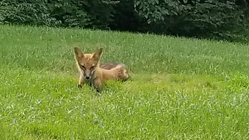 Golf Course «Hickory Woods Golf Course», reviews and photos, 1240 Hickory Woods Dr, Loveland, OH 45140, USA