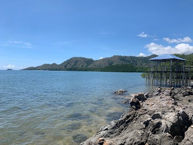 Kff Study Mangrove