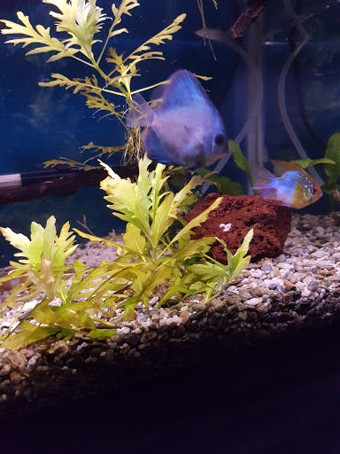 Pet Store «Pet Source 1901», reviews and photos, 1901 W 8th St B, Los Angeles, CA 90057, USA