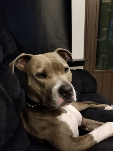 Pet Supply Store «Petco Animal Supplies», reviews and photos, 1574 N Dupont Hwy #300, Dover, DE 19901, USA