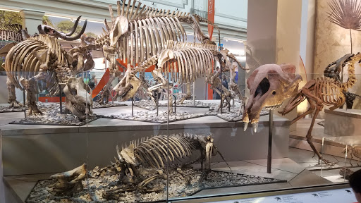 Gift Shop «Smithsonian Museum of Natural History Gift Shops», reviews and photos, 10th St NW & Constitution Avenue Northwest, Washington, DC 20004, USA