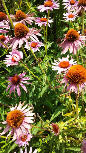 Cultural Center «Minnetrista», reviews and photos, 1200 N Minnetrista Pkwy, Muncie, IN 47303, USA