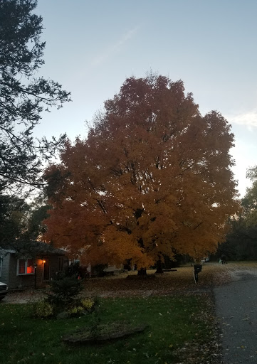 Vaporizer Store «Wildtree Smoke Shop», reviews and photos, 47056 Dequindre Rd, Shelby Charter Township, MI 48317, USA