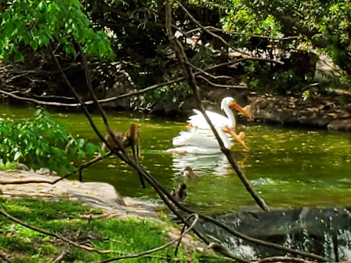 Zoo «Caldwell Zoo», reviews and photos, 2203 W Martin Luther King Jr Blvd, Tyler, TX 75702, USA