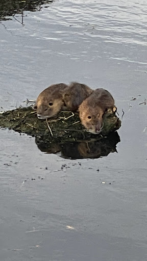 Golf Course «Riverchase Golf Course», reviews and photos, 700 Riverchase Dr, Coppell, TX 75019, USA