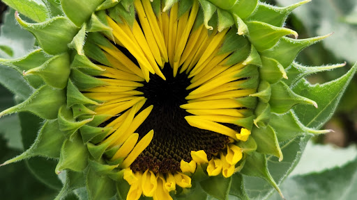 Farm «Four Town Farm», reviews and photos, 90 George St, Seekonk, MA 02771, USA