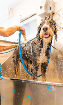 Cha Cha's Doggie Daycare - Photo 5 - Car repair in Sacramento, CA, Sacramento