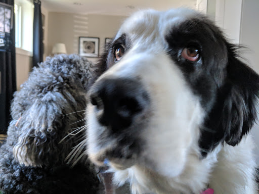 Pet Store «PetSmart», reviews and photos, 213 Greenville Hwy, Hendersonville, NC 28792, USA