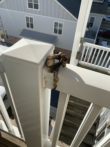 Moving Company «College Hunks Hauling Junk and Moving», reviews and photos, 4904 Rutherford Rd #101, Virginia Beach, VA 23455, USA