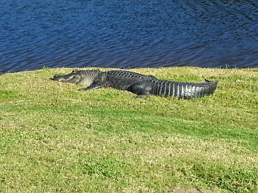 Golf Course «Baytree National Golf Links», reviews and photos, 8207 National Dr, Melbourne, FL 32940, USA