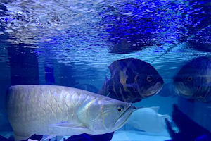Aqualandia and Aquariums Tropical Fish image