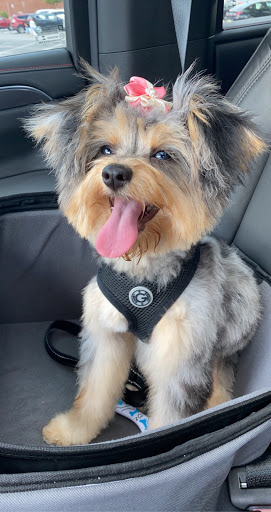 Pet Supply Store «Petco Animal Supplies», reviews and photos, 308 E Meighan Blvd, Gadsden, AL 35903, USA