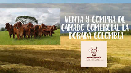 Venta y compra de ganado comercial la dorada Colombia