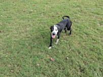 Animal Guest House - Photo 3 - Car repair in Woodlawn, TN, Clarksville