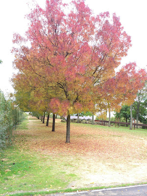 Parc départemental du Plateau à Champigny-sur-Marne
