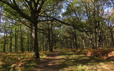 Forêt Domaniale de Rambouillet image