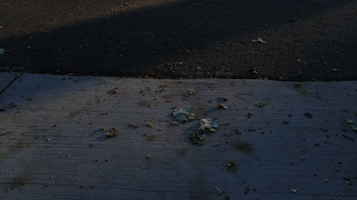 Nature Preserve «Forest Glen Woods», reviews and photos, 5420 N Forest Glen Ave, Chicago, IL 60630, USA