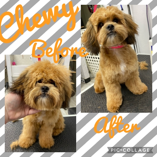 Pet Store «DipidyDawg Gourmet Dog Bakery & Boutique», reviews and photos, 21301 S Tamiami Trail Suite 430, Estero, FL 33928, USA