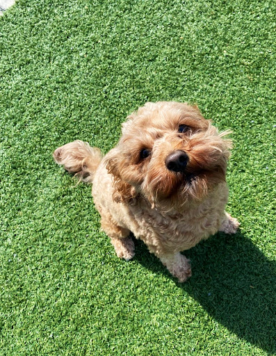 Pet Store «Village Pet Shop», reviews and photos, 701 N Black Horse Pike, Williamstown, NJ 08094, USA