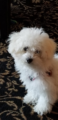 Pet Store «AA Ridgewood Kennels II», reviews and photos, 5401 Lincoln Hwy, Gap, PA 17527, USA