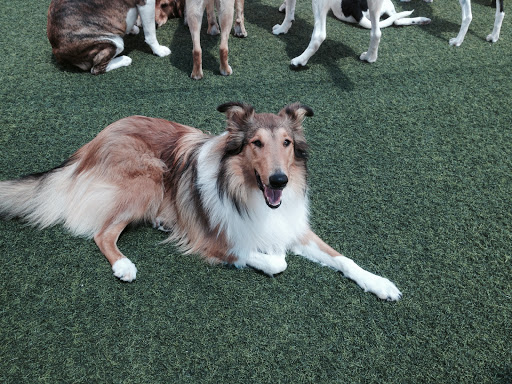 Veterinarian «PetCoral Resort and Veterinary», reviews and photos, 924 Del Prado Blvd, Cape Coral, FL 33990, USA