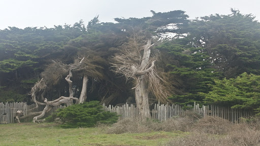 Golf Course «Sea Ranch Golf Links», reviews and photos, 42000 CA-1, Sea Ranch, CA 95497, USA