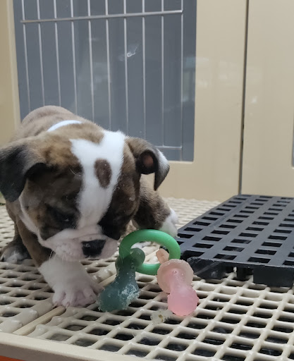 Pet Store «Petland Las Vegas», reviews and photos, 8800 W Charleston Blvd #3, Las Vegas, NV 89145, USA