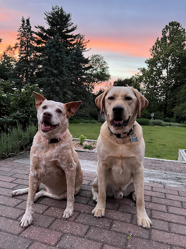 VCA Oshtemo Animal Hospital