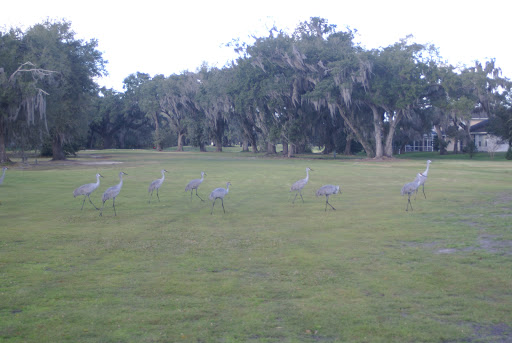 Golf Club «Oaks National Golf Club», reviews and photos, 1500 The Oaks Blvd, Kissimmee, FL 34746, USA