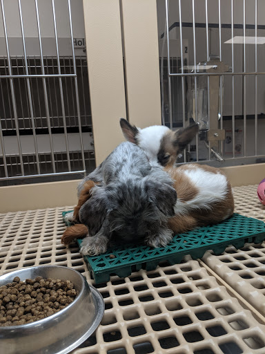 Pet Store «Petland», reviews and photos, 5470 Dixie Hwy, Fairfield, OH 45014, USA