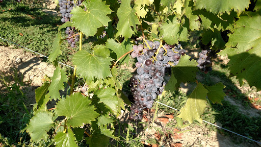 Vineyard «Harpersfield Vineyard», reviews and photos, 6387 OH-307, Geneva, OH 44041, USA