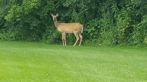 Golf Course «Edinburgh Golf Course», reviews and photos, 8700 Edinbrook Crossing, Brooklyn Park, MN 55443, USA