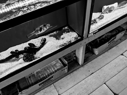 Tropical Fish Store «BluReef Aquarium», reviews and photos, 2198 Flatbush Ave, Brooklyn, NY 11234, USA