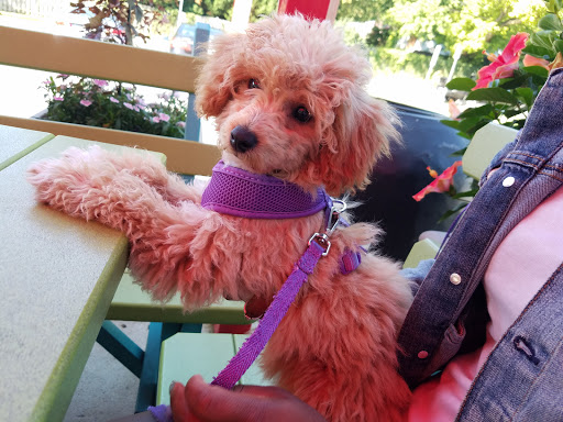 Pet Supply Store «Petco Animal Supplies», reviews and photos, 2522 W Moreland Rd, Willow Grove, PA 19090, USA