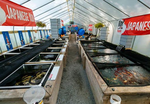 Koi Market Aquatic Nursery & Bonsai image 3