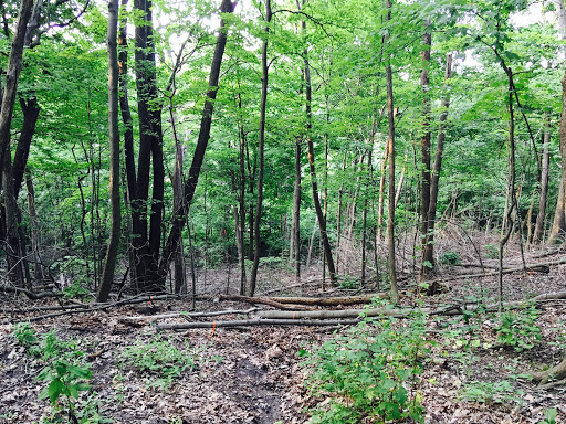 Nature Preserve «Swallow Cliff Woods South», reviews and photos, Illinois Rt 83 & US Rt 45, Palos Park, IL 60464, USA