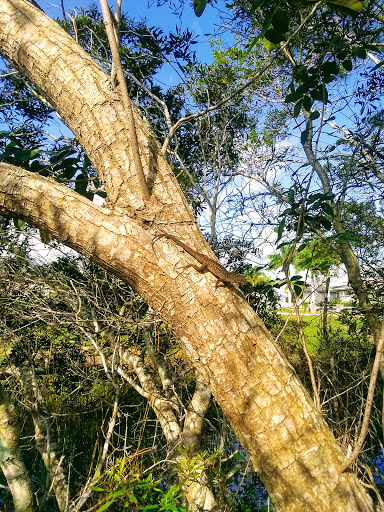 Golf Club «The Champion Turf Club at St. James», reviews and photos, 7900 Selvitz Rd, Port St Lucie, FL 34983, USA