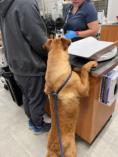 Veterinary Emergency Group