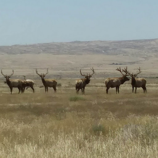 Nature Preserve «Tule Elk Reserve State Natural Reserve», reviews and photos, 8653 Station Rd, Buttonwillow, CA 93206, USA