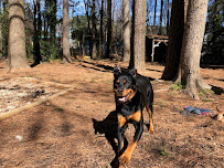 MoPups NC - Photo 4 - Car repair in , Durham