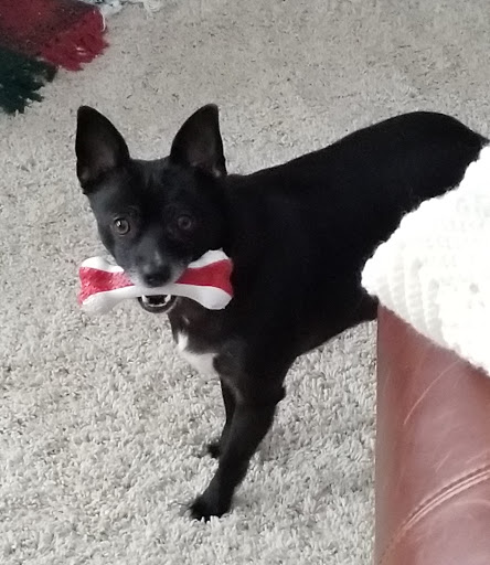 Pet Supply Store «Pet Supplies Plus», reviews and photos, 7570 Pearl Rd, Middleburg Heights, OH 44130, USA