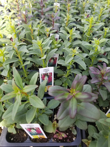 Florist «Lyndhurst Florist», reviews and photos, 5268 Mayfield Rd, Lyndhurst, OH 44124, USA