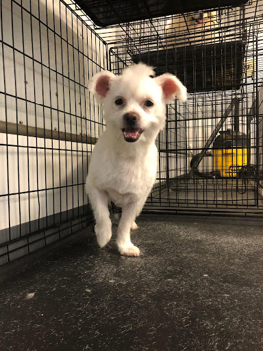 Dog Hair Everywhere Pet Grooming