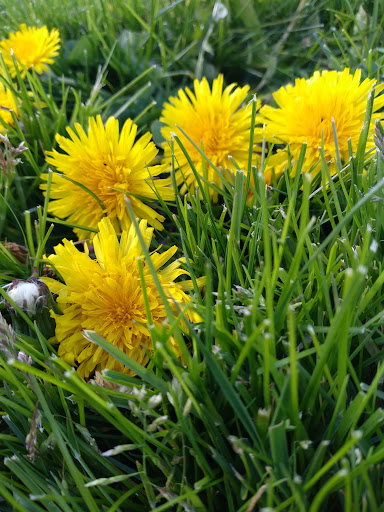 Park «Magnolia Park», reviews and photos, 1810 NW 192nd Ave, Hillsboro, OR 97124, USA