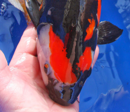 Fish Farm «Kloubec Koi», reviews and photos, 1375 Baxter Ave NW, Amana, IA 52203, USA