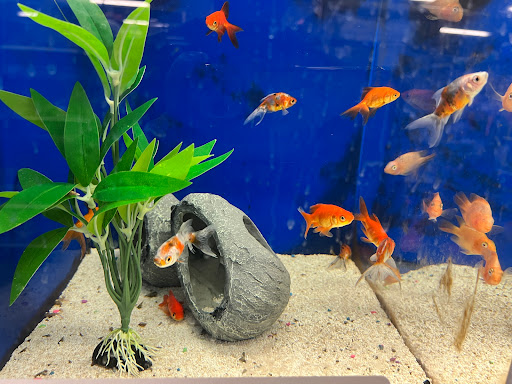 Pet Supply Store «PetSmart», reviews and photos, 15555 E 14th St, San Leandro, CA 94578, USA