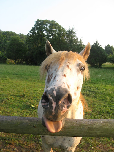 Warrenton Horse Works PLC image