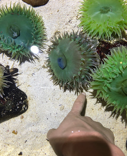 Aquarium «SEA LIFE Grapevine Aquarium», reviews and photos, 3000 Grapevine Mills Pkwy, Grapevine, TX 76051, USA