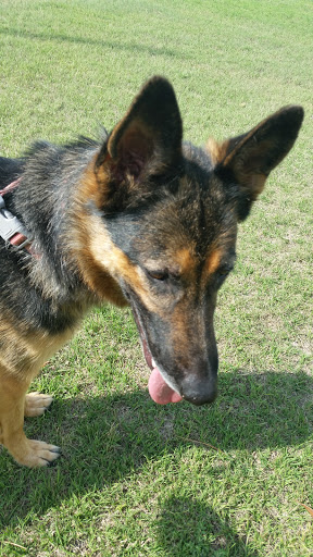 Bonham Jim DVM image