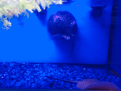 Pet Store «Pet Junction», reviews and photos, 146 NH-108, Dover, NH 03820, USA